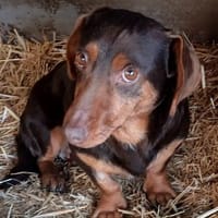 Bezaubernde Lea, Hündin zur Adoption