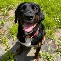 Leo 💗 wartet in 84524 Neuötting, Hund zur Adoption