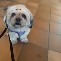 Liebenswerte Liese, Hündin zur Adoption
