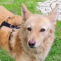 Hundelady BLANSH, Hündin zur Adoption
