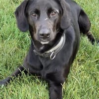 Felipe 💗 wartet in 84524 Neuötting, Hund zur Adoption