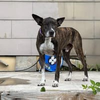 Zuhause gesucht!🙏💕, Hund zur Adoption