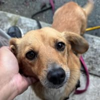 Dalia die feine liebe Maus, Hündin zur Adoption