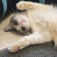 Mona, Katze zur Adoption