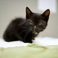 Lana, kotka do adopcji