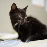 Larry, kot do adopcji