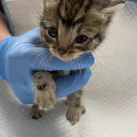 Ron Junior, kot do adopcji