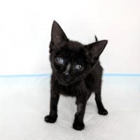 Wilma, kotka do adopcji