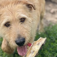 Ferdynand, pies do adopcji