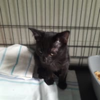 Kabuki, kot do adopcji