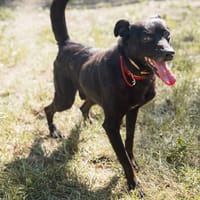 Rasmus, pies do adopcji