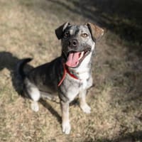 Zefir, pies do adopcji