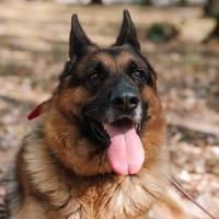 Viking, pies do adopcji