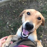 Kodi, pies do adopcji
