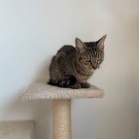 Frotka, kotka do adopcji
