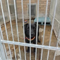 Slim, pies do adopcji