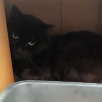 Onyks, kot do adopcji