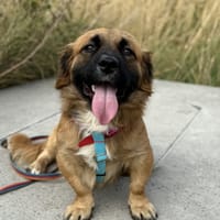 Monty , pies do adopcji