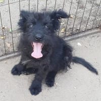 James° 61250 Usingen, Hund zur Adoption