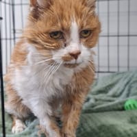 Maciuś, kot do adopcji