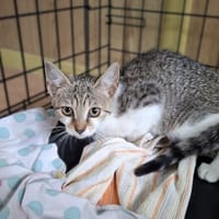 Lilith, kotka do adopcji