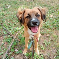 Toto, pies do adopcji