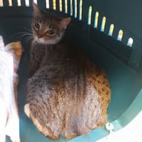Hera, kotka do adopcji