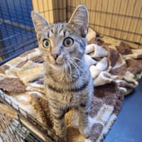 Thom, kot do adopcji