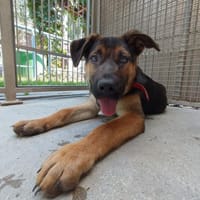Loki, pies do adopcji