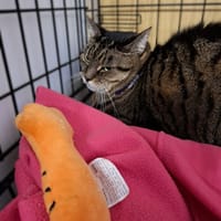 Narewka, kotka do adopcji