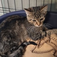 Atos, kot do adopcji