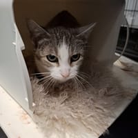 Victoria, kotka do adopcji