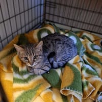 Mefisto, kot do adopcji