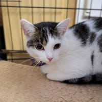 Krysia, kotka do adopcji