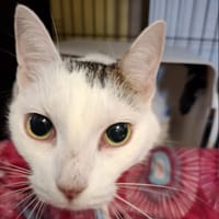 Agatka, kotka do adopcji