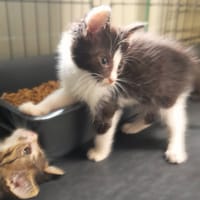 Midi, kot do adopcji