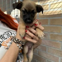 Toffee, pies do adopcji