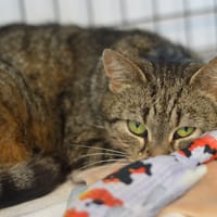 Lejla, kotka do adopcji
