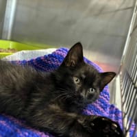 Bisio, kot do adopcji