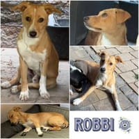 ROBBI * Sonnenschein mit großem Herzen, Hund zur Adoption