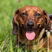 Kira° 79733 Görwihl, Hündin zur Adoption