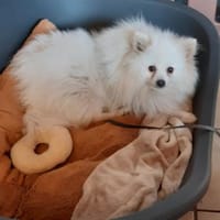 Snowy in 27478 Cuxhaven #, Hund zur Adoption