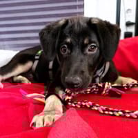 Neva - zauberhaftes, kleines Mädchen, Hündin zur Adoption