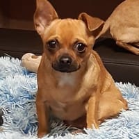 Tango in 27478 Cuxhaven #, Hund zur Adoption