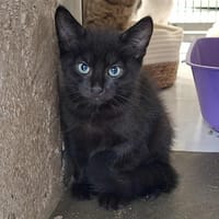 PHILL, chat à adopter