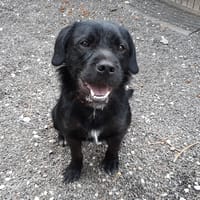 Aston, chien à adopter