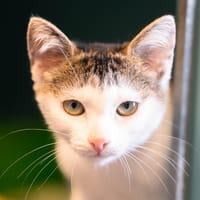 ELBIE, chatte à adopter