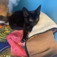 ANANAS, chat à adopter