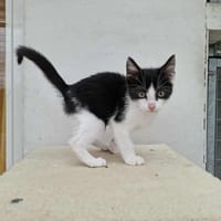 SCAR, chat à adopter