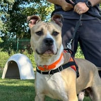 TANOS, chien à adopter
